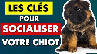 Socialiser un chiot  conseils déducation pour chiot  EDUC DOG [upl. by Loresz375]