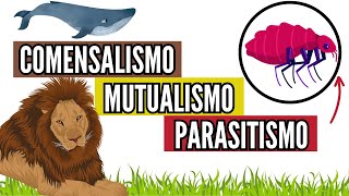 🕵️‍♀️La verdad sobre el MUTUALISMO COMENSALISMO PARASITISMO en biología fácil [upl. by Lumbard]