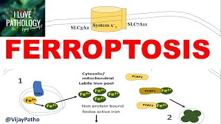 FERROPTOSIS  Iron dependent Programmed cell death Mechanism  Applications [upl. by Nessnaj272]