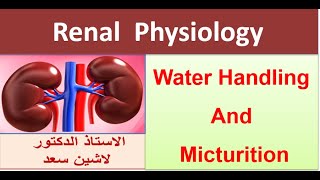 L7Physiology of renal handling of water and micturition reflex [upl. by Bland]