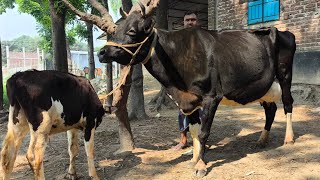 তুহিন ভাইয়ের নতুন পেটে আছে বাইরে আছে প্যাকেজ  জানতে ফুল ভিডিওটা দেখুন [upl. by Ellswerth447]