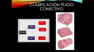 Clasificaciones del tejido conectivo ‐ JINV [upl. by Cottle]