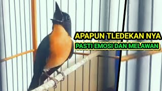 SUARA TLEDEKAN GUNUNG FULL GACOR  PANCINGAN AMPUH BIKIN BURUNG SULINGAN BAHAN CEPAT GACOR [upl. by Lilahk]