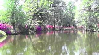 Magnolia Plantation and Gardens [upl. by Nedloh]