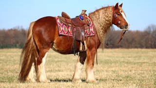 Goose Hip 56 at the Cody Horse Sale by John and Molly Sparrow [upl. by Lyrac]