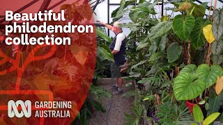 Philodendron collection thriving out of the tropics  A love of Aroids  Gardening Australia [upl. by Naryt]