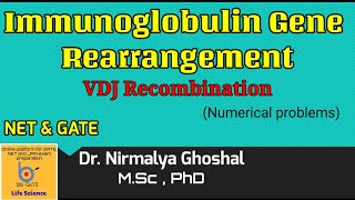 Immunoglobulin Gene Rearrangement Numerical Problems for NET and GATE JAM [upl. by Tsiuqram]