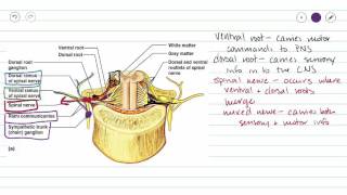 Spinal Nerves [upl. by Roxie]