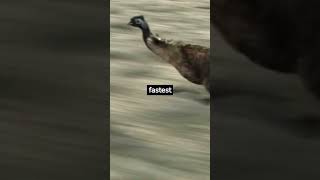 How Fast Can an Emu Run shorts [upl. by Enait]