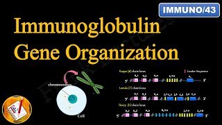 Immunoglobulin Gene Organization FLImmuno43 [upl. by Atterys]