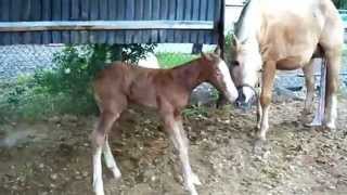 Premiers pas dun bébé cheval trop mignon [upl. by Trina561]