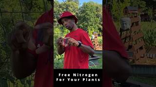 Free Nitrogen For Your Plants garden gardening rhizobium shorts [upl. by Centeno]