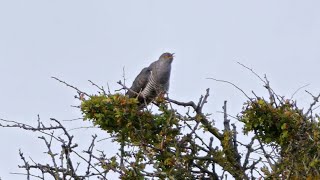 Common Cuckoo Calling [upl. by Nannoc]