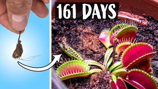 Growing Venus Fly Trap Plant Time Lapse 161 Days [upl. by Rani555]