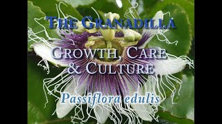 The Granadilla Growth Care and CulturePassiflora edulis [upl. by Mailliw]