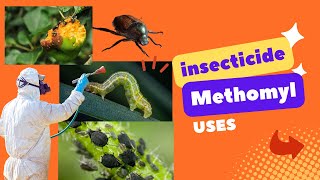 Methomyl Insecticide Effective Pest Control for Crops  Uses Mode of Action amp Dosage aphids [upl. by Shiri]