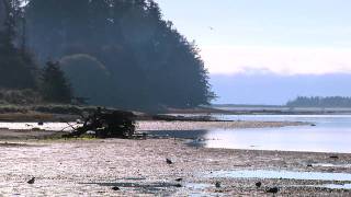 The Courtenay River Estuary [upl. by Glanville488]