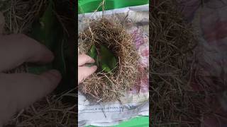 Bird nest in cage  how to make real bird nest from garden grass diy nest [upl. by Ydnys]