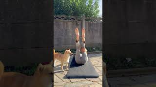 Yoga with partner yoga stretching stretches [upl. by Darrel]