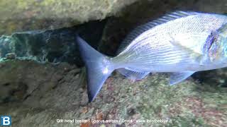 Gilthead bream Sparus aurata Orata  wwwintotheblueit [upl. by Gagne]