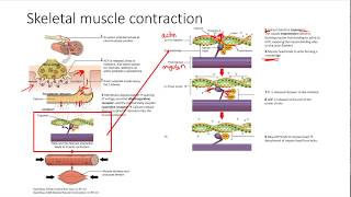 Skeletal and Smooth Muscle Contraction  MSK  Step 1 Simplified [upl. by Skye]