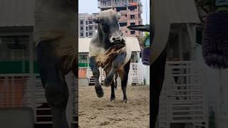 Huge Brahman bull Playing Brahman cow playing bull goru Hamba viralshorts biggestbullcattle [upl. by Ylrebmyk830]