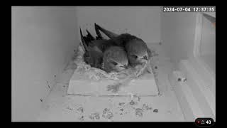 C RSPB live Swift cam Little one gets fed at 1238 4th July 2024 [upl. by Ahsenek]