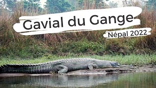 Le Gavial du Gange  Népal 2022  Documentaire animalier [upl. by Asena]