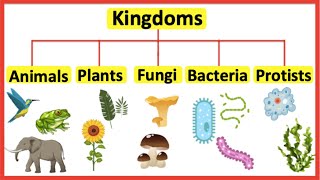 5 Kingdoms  Animals plants fungi bacteria amp protists [upl. by Reste]