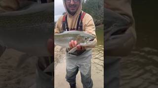 BEAUTIFUL FALL 2024 STEELHEAD ALMOST FAILED RELEASE troutfishing fishing catchandrelease trout [upl. by Reel232]