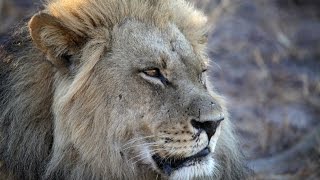 LOS LEONES DEL KALAHARI Grandes Documentales Español [upl. by Jos587]