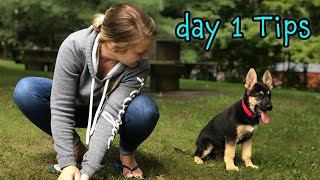 German Shepherd Puppy Day 1 Training Tips  START TRAINING NOW [upl. by Giguere]