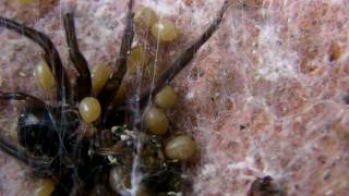 Spiderlings Eat Mother [upl. by Eylatan]