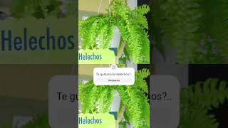 Helechos cuidados plantas plantlover helechos [upl. by Galven616]