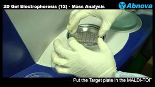 2D Gel Electrophoresis 12 Mass Analysis [upl. by Subocaj]