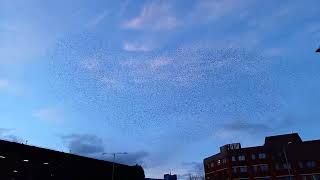 Starling Murmuration  Redditch Worcestershire  22 02 2024 [upl. by Neelloc]