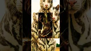 Choose your favorite cat hybrids  AICrafted Hybrid Creatures shorts ai hybrid cats [upl. by Morette844]