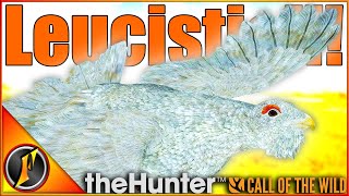 WHAT IS GOING ON  LEUCISTIC Capercaillie in theHunter Call of the Wild [upl. by Sosthena833]