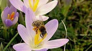 Bienen und Imkerei 2017 Die Natur erwacht [upl. by Arela705]