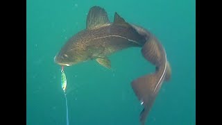 Cod feeding frenzy while jig fishing in North Norway [upl. by Nivan]