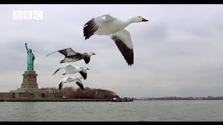 CAMERA ON GOOSE FILMS NEW YORK FROM THE AIR From Earthflight [upl. by Odraude406]