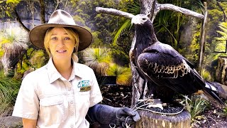 Falconry training the Wedge Tailed Eagle [upl. by Dumah777]