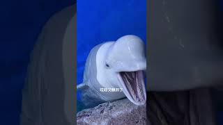 Beluga whales dont blink they close their eyes Fantastic animals on TikTok Beluga whales eat [upl. by Kendrah]