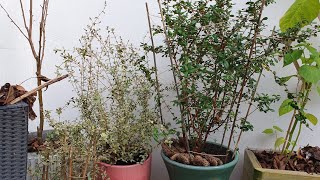 Repotting beautiful evergreen Chilean Guava Berry Bushes [upl. by Bartholomeo888]