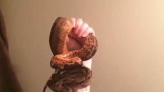 Hypo Nicaraguan Boa Constrictor  Handling [upl. by Noizneb92]