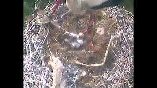 Big Birds Storks amp baby storks [upl. by Pinette]