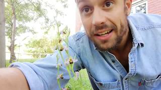 BBCEarthPresenterSearch  Duncan Wigman  The Bee Orchid [upl. by Bennink22]