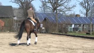 Hanoverian Dressage Horse by Stallion Lanciano [upl. by Danella11]