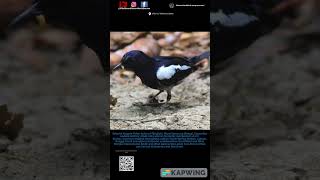 Orientalmagpie Robin birds birdenthusiast birdsofinstagram wildlife birdspecies birdwatcher [upl. by Ativet155]