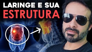 Anatomia das tonsilas e língua  Boca e Faringe [upl. by Nemaj]